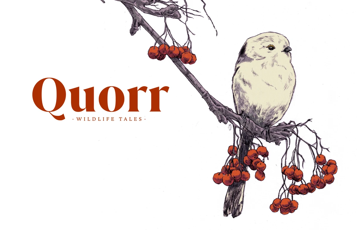 QUORR illustration